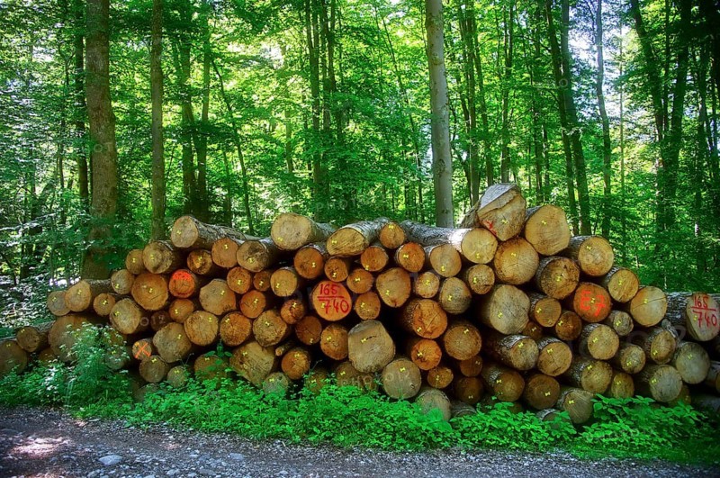 Logging