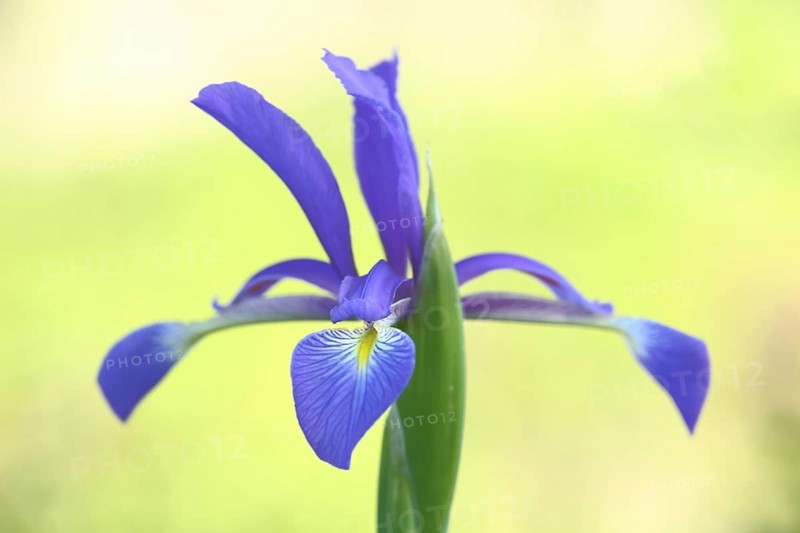 Flower of marsh meadow iris