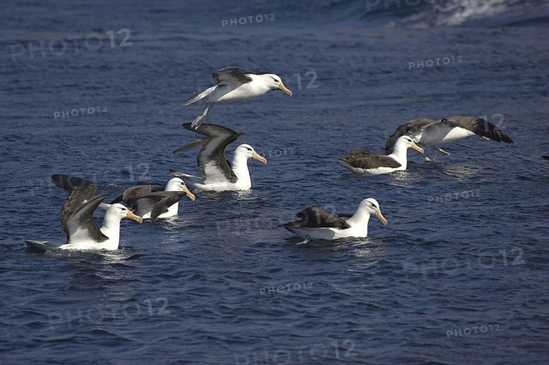 Black-browed albatross