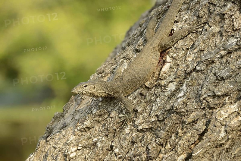Bengal bengal monitor