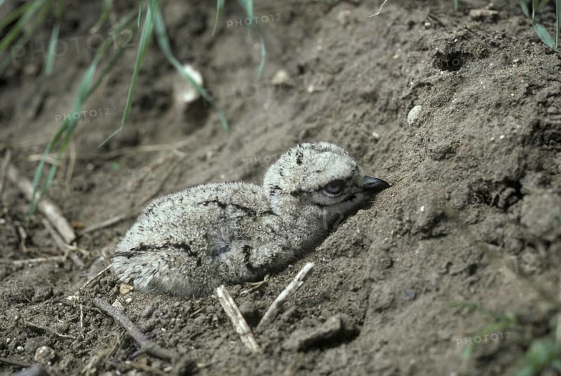 Juvenile stone curlew