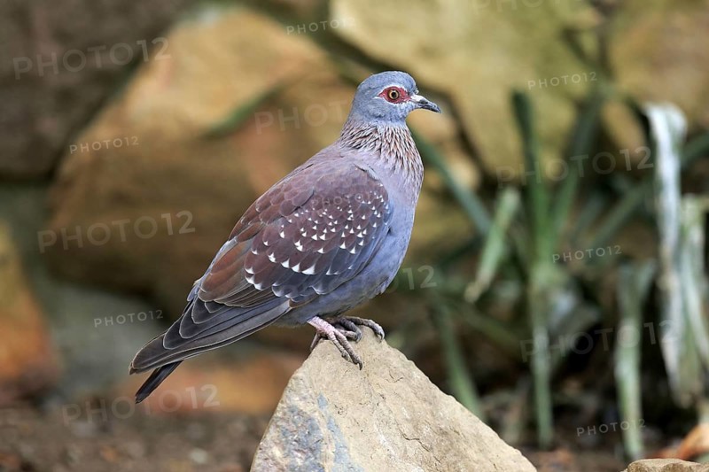 Speckled Pigeon