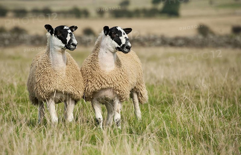 Domestic sheep