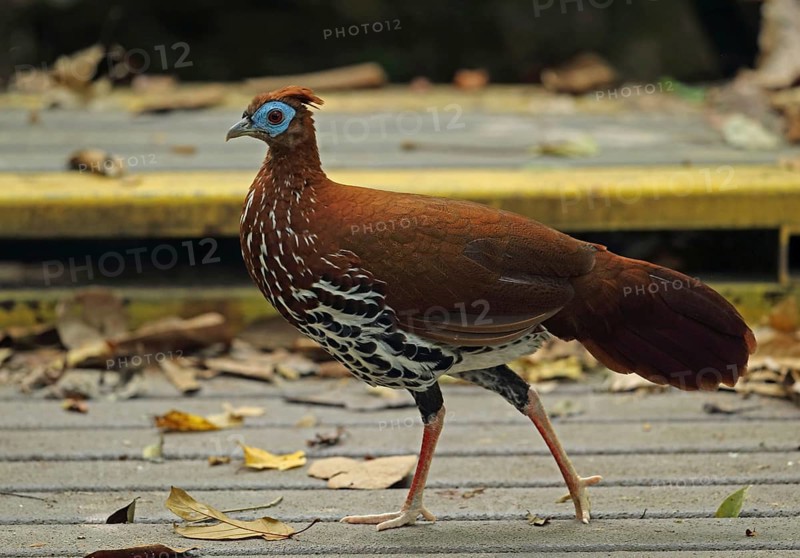 Crested fireback