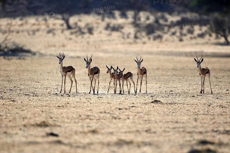 Springbok