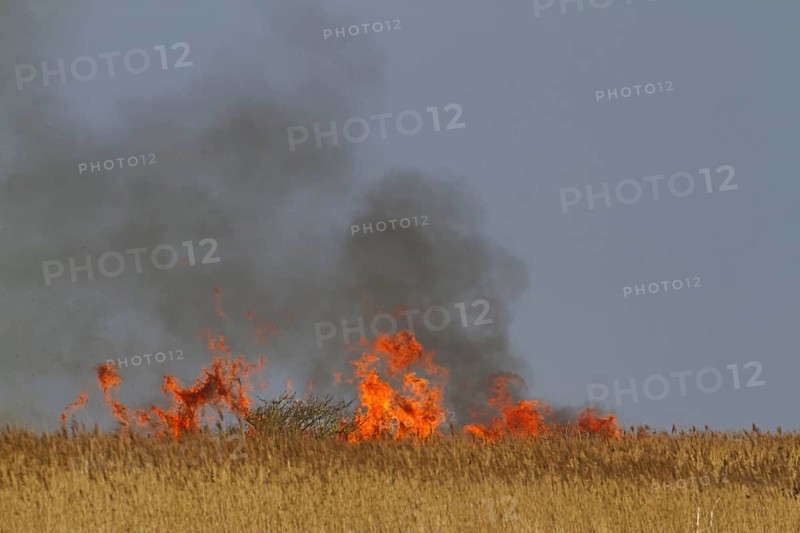 Controlled burning of reeds in coastal reed habitat