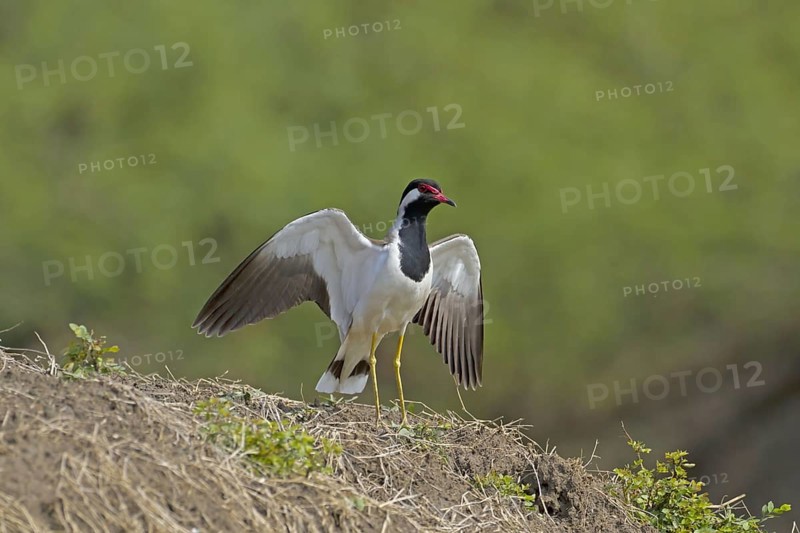 Red-wattled Lapwing