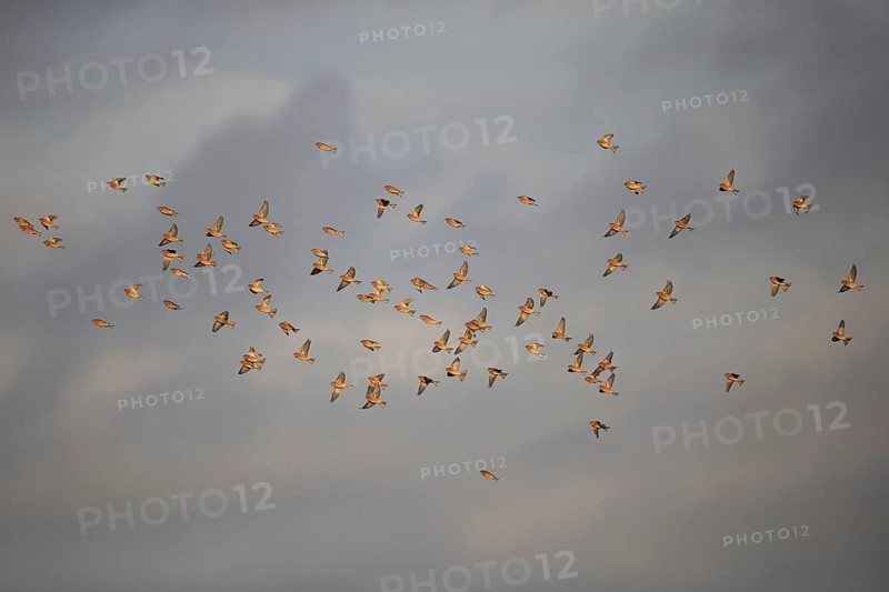 Linnet