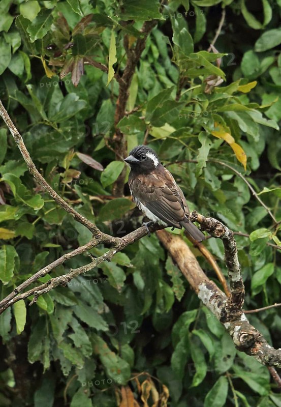 Adult White-eared Barbet