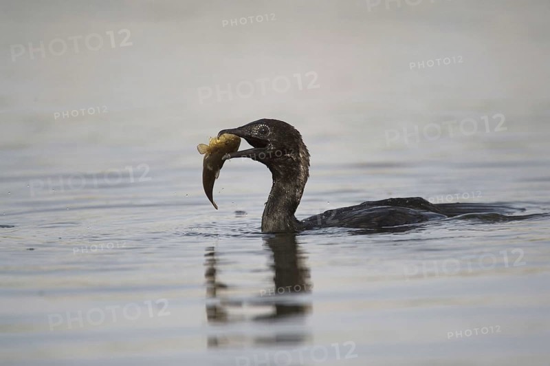 Pygmy Cormorant