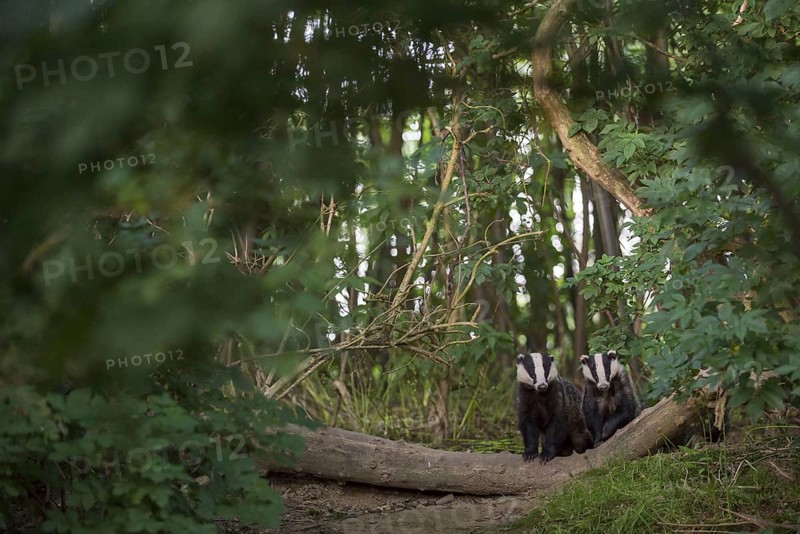 Badger