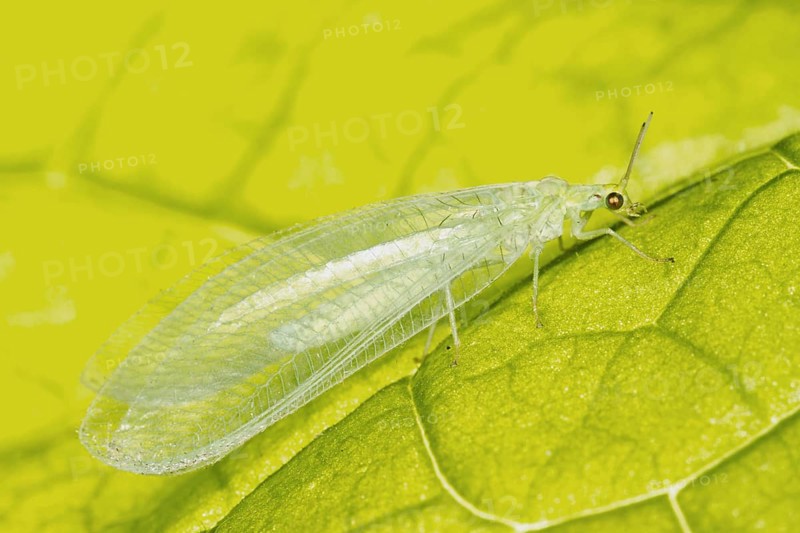 Common Green Lacewing