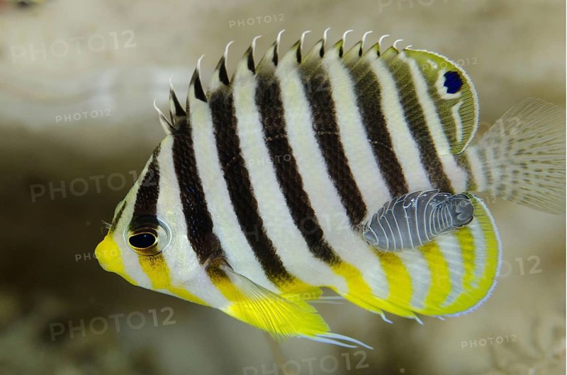 Many-banded angelfish Paracentropyge