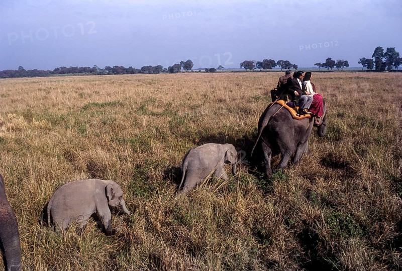 Tourists on elephant back at kaziranga national park