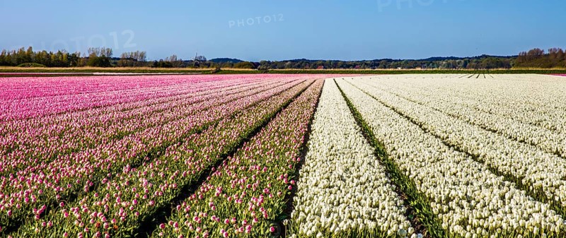 Flowering tulip fields