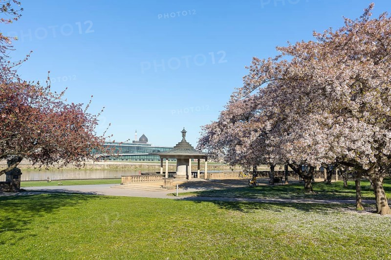 Glockenspiel pavilion between blossoming cherry trees on the Neustaedter Ufer