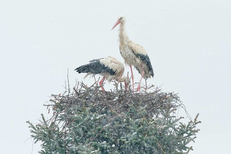 White stork pair standing in their nest amidst a snowstorm and looking anxiously at their brood
