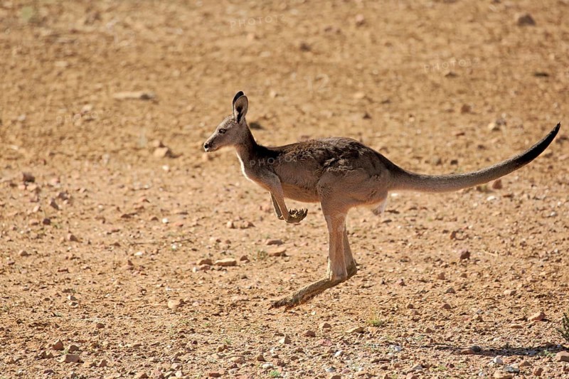 Red Kangaroo