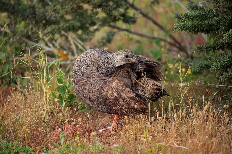 Cape spurfowl