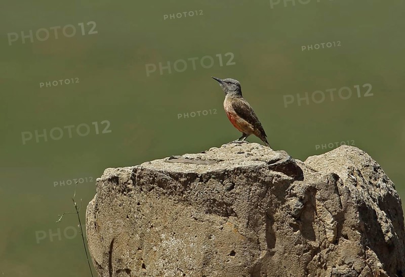 Ground Woodpecker