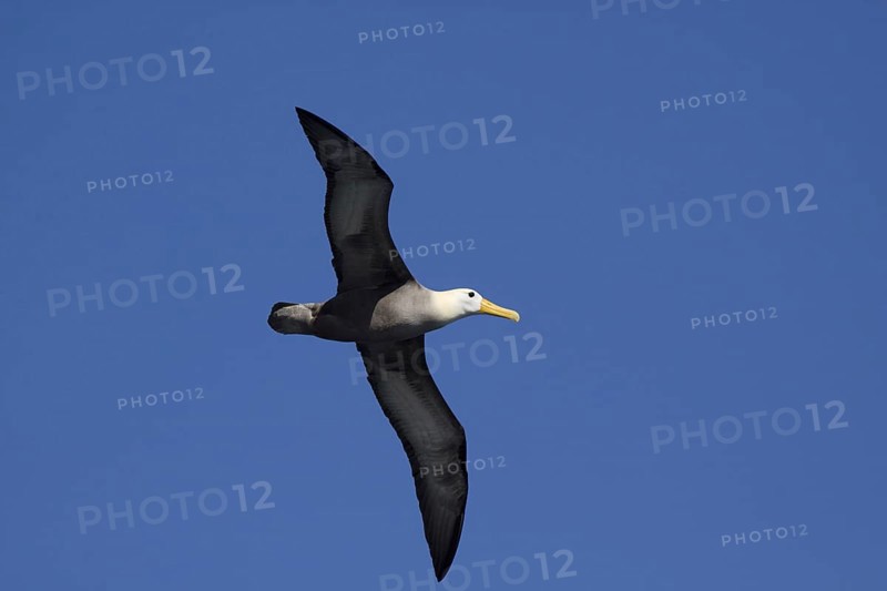 Flying Galapagos Waved Albatross