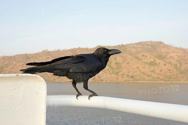 Thick-billed Crow