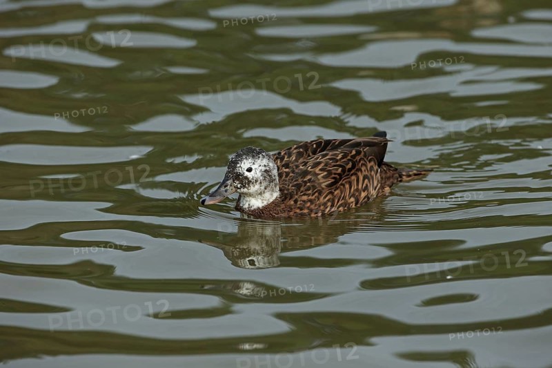 Laysan duck