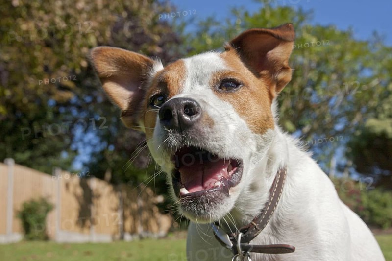 Domestic dog