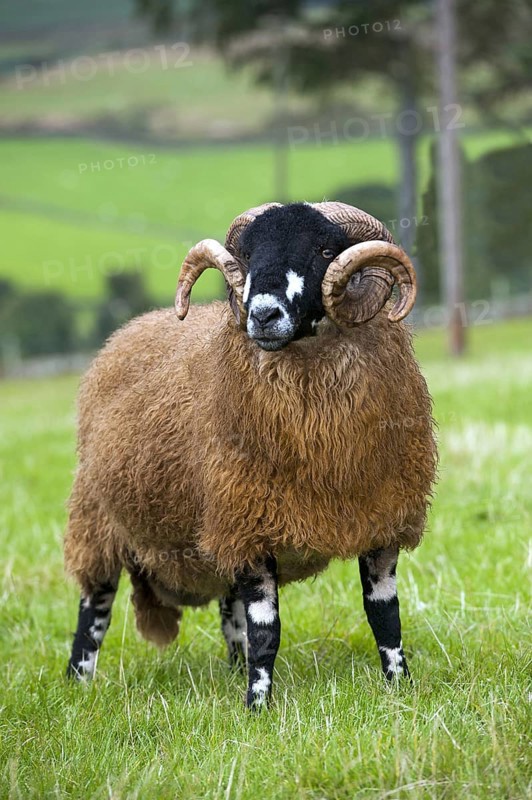 Domestic Sheep