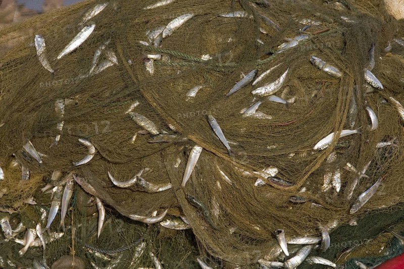 Fish caught in the net