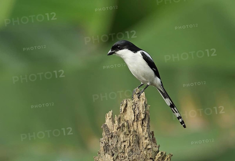 Lanius collaris smithii