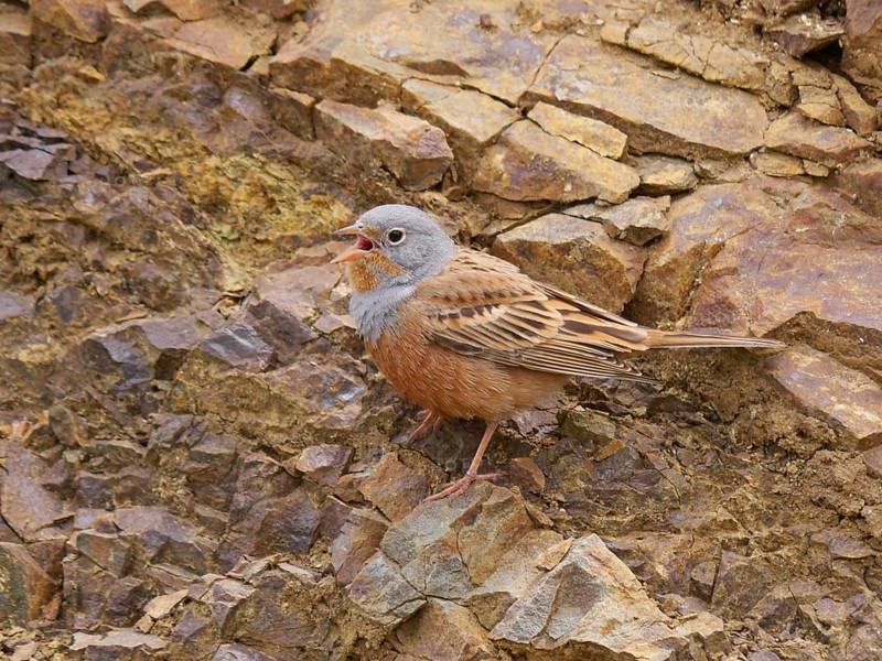 Cretzschmar's cretzschmar's bunting