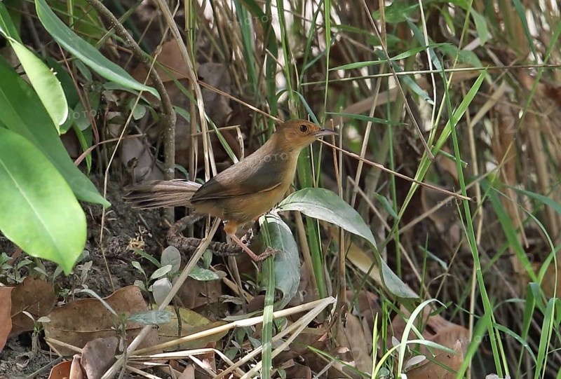 Red-faced Cisticola