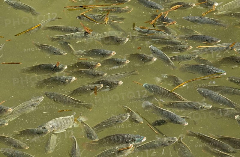 Blue Tilapia