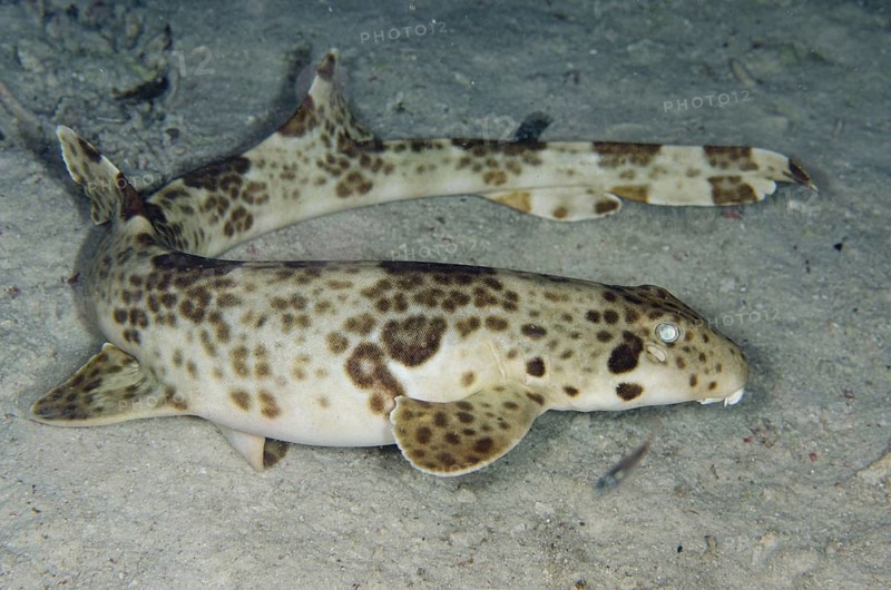 Indonesian indonesian speckled carpetshark