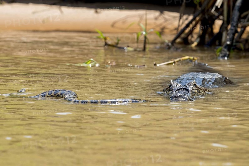 Adult Paraguayan yacare caiman