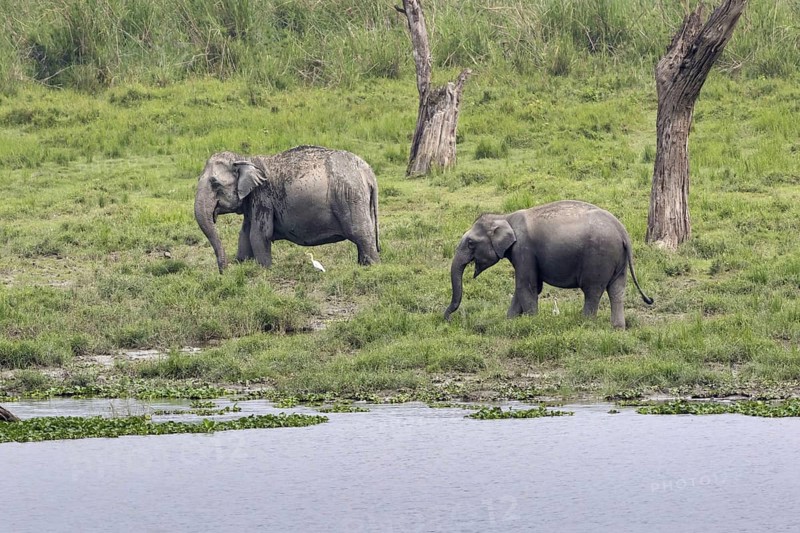 Asian elephant