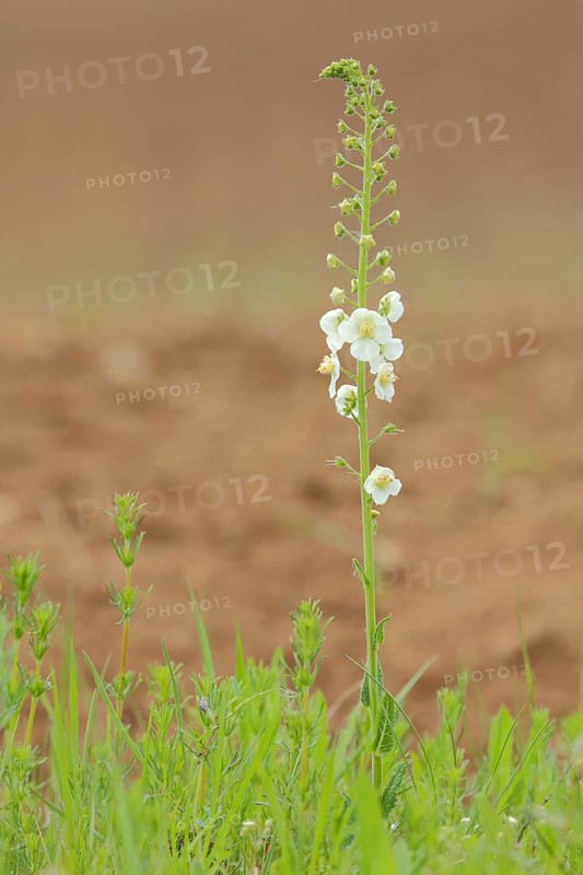 White purple mullein