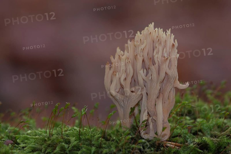 Stiff coral