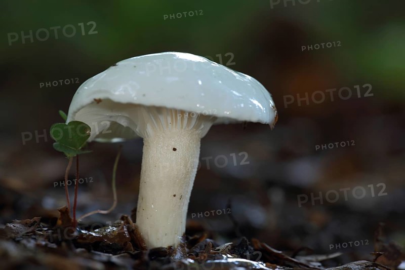 Ivory Snail