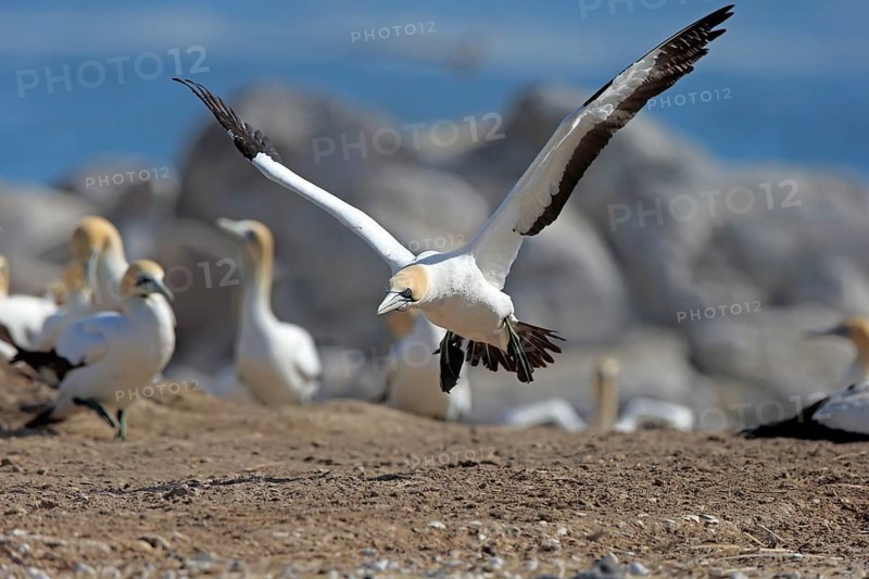Cape Gannet