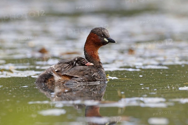Little grebe