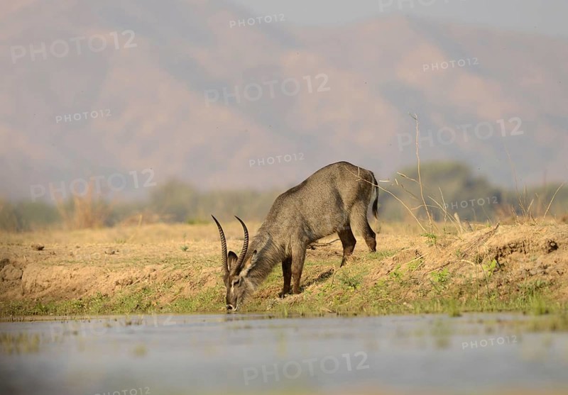 Waterbuck