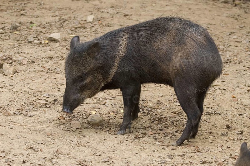 Peccari angulatus
