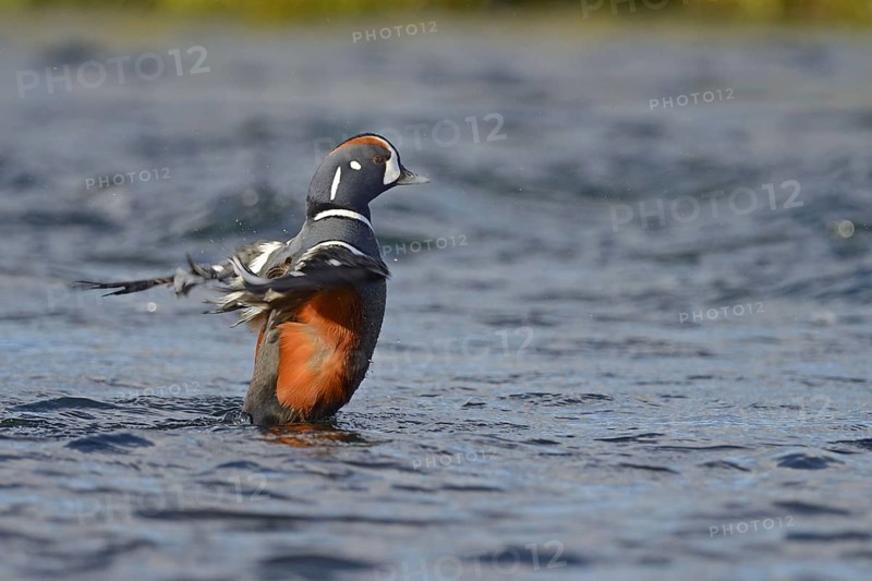 Harlequin duck