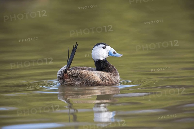 White-headed ducks