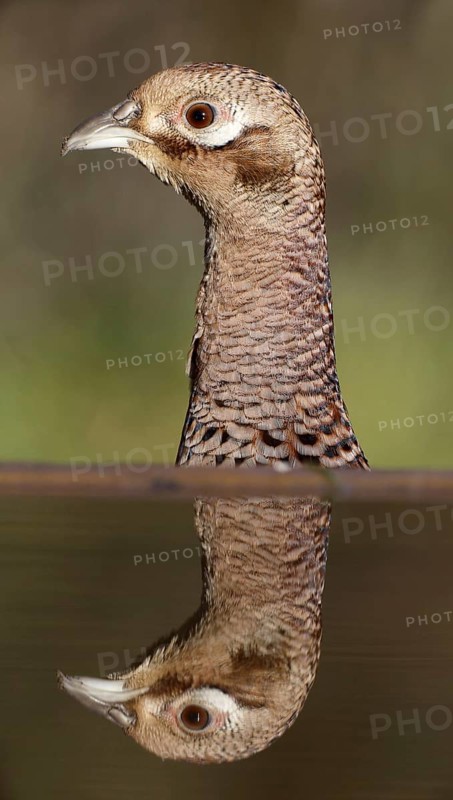 Common Pheasant