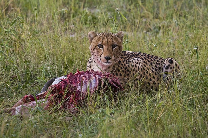Cheetah