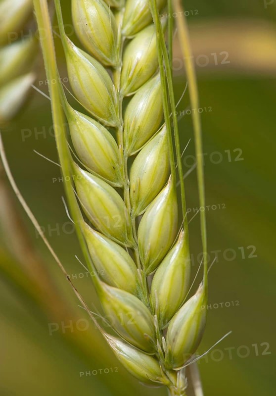 Barley