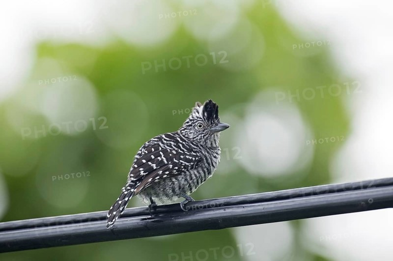 Barred Antshrike